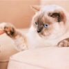 how to earn a cat's trust