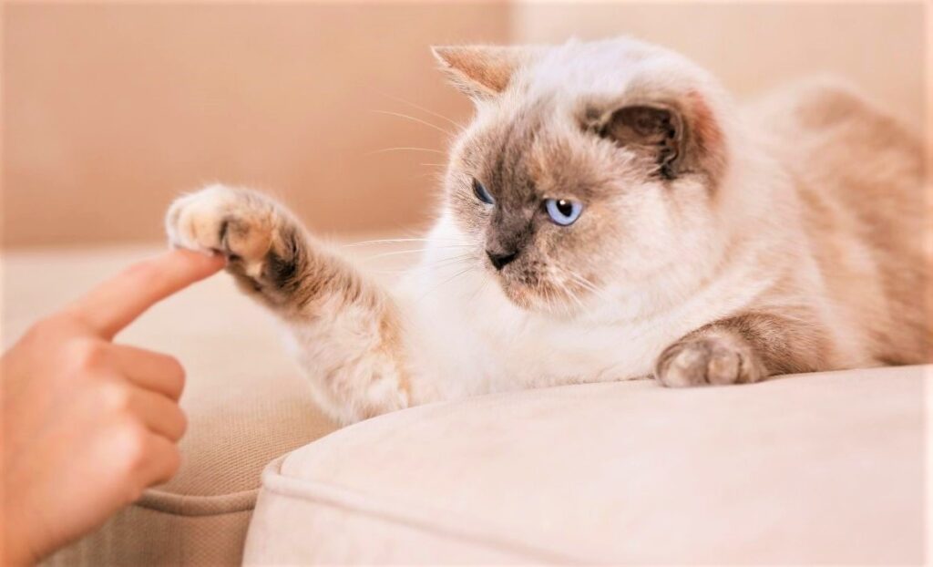how to earn a cat's trust