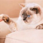 how to earn a cat's trust