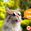 best cat channels on YouTube