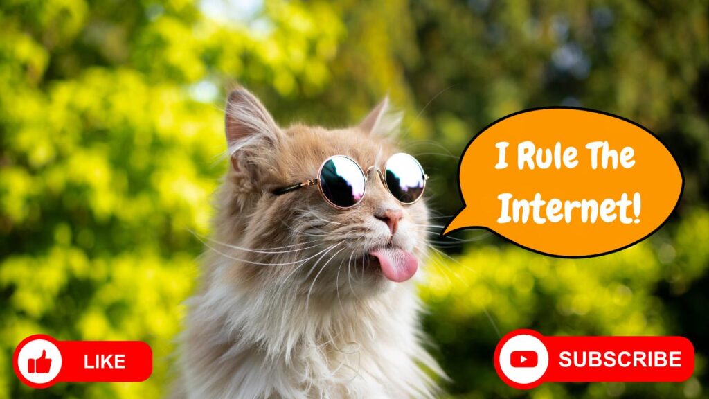 best cat channels on YouTube