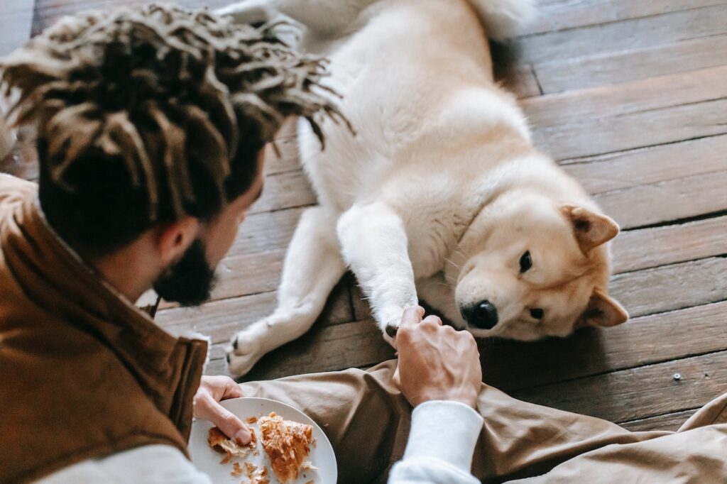 40 dog commands and tricks