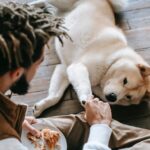 40 dog commands and tricks